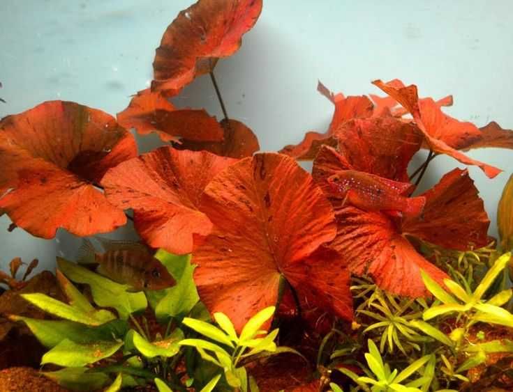 Н и м ф е я  тигровая