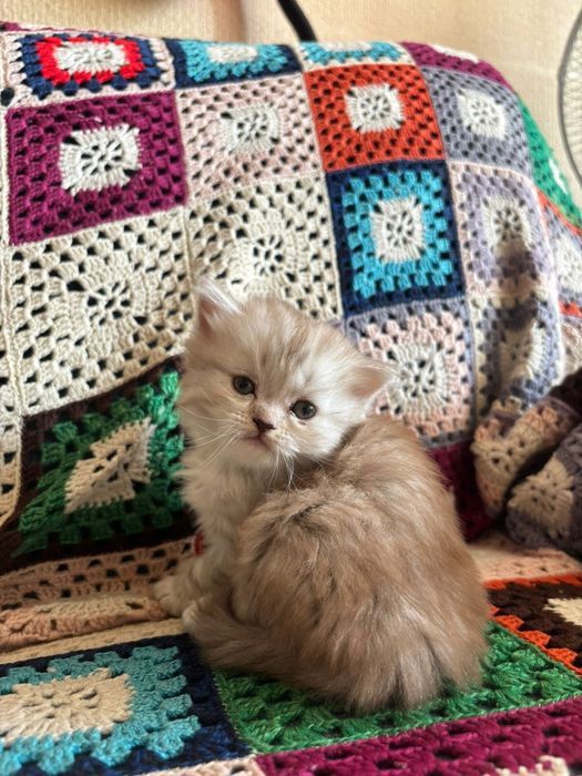 Продам шотландский прямоухую кошечку