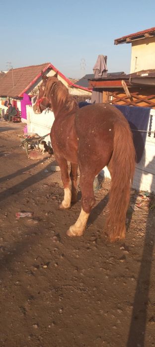 Vand cal de tras sau de ham