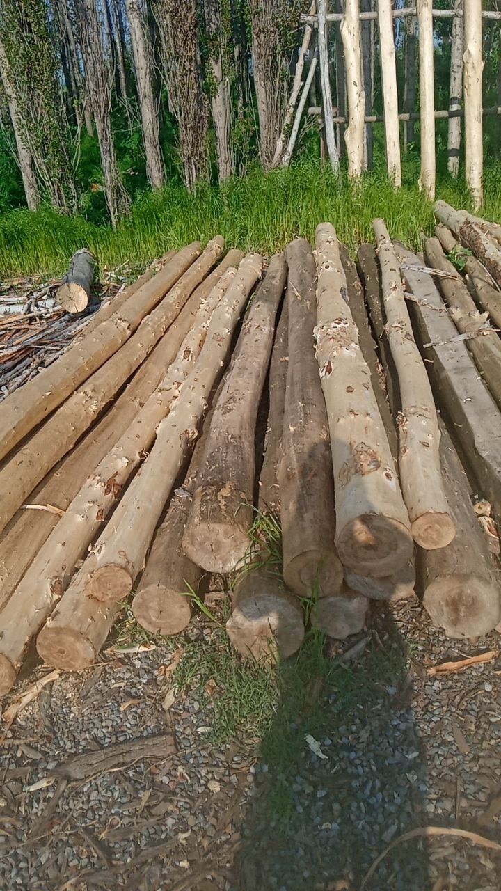 Tusin strapila chorni potolok pilorama xizmat