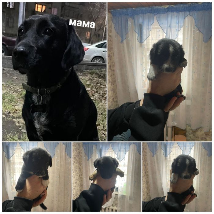 Отдам в добрые руки