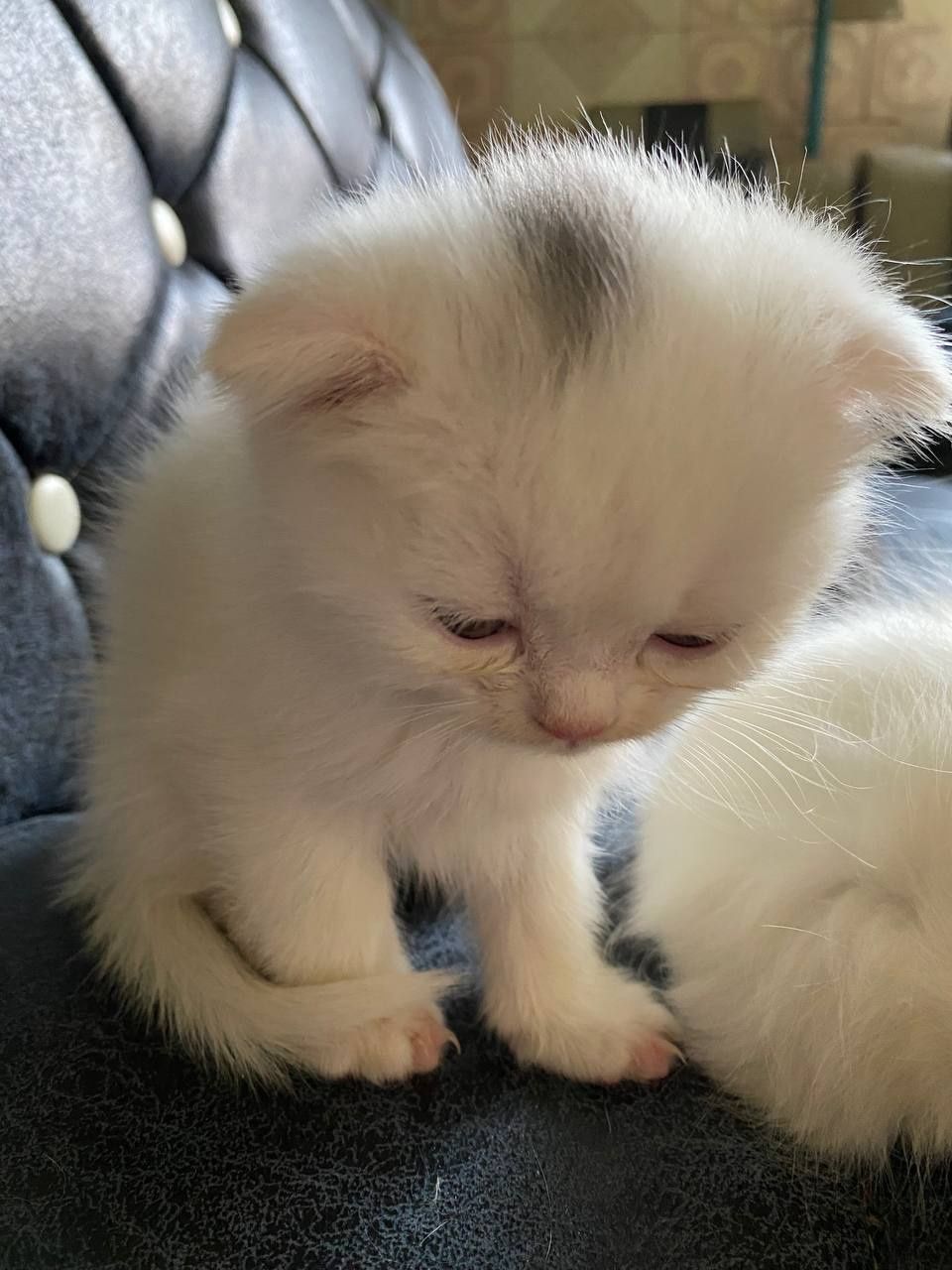 Шотландский вислоухий