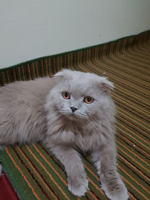 Скоттиш фолд Айленд вязка