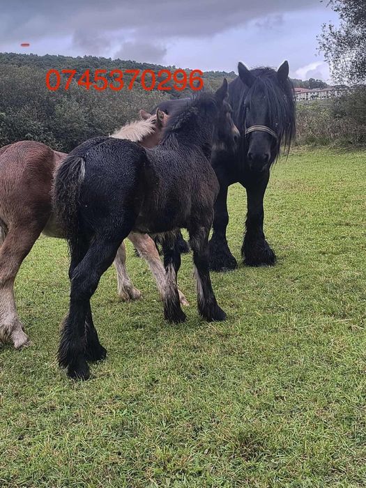 Herghelia Miclea vinde manz belgian de 6 luni