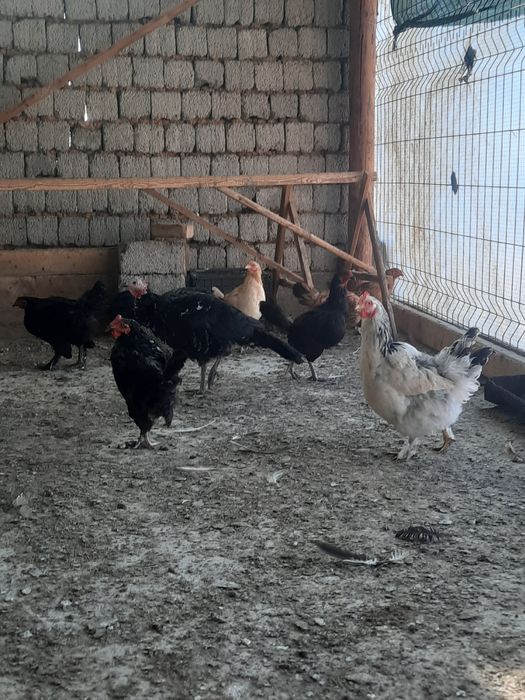 Домашный товуклар сотилади