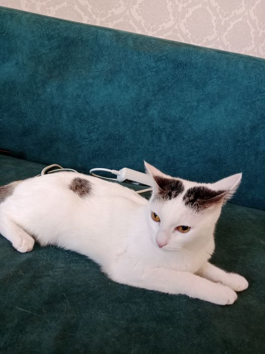 Кошкаdddddddddddd