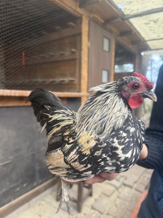 Pituci de mai multe rase