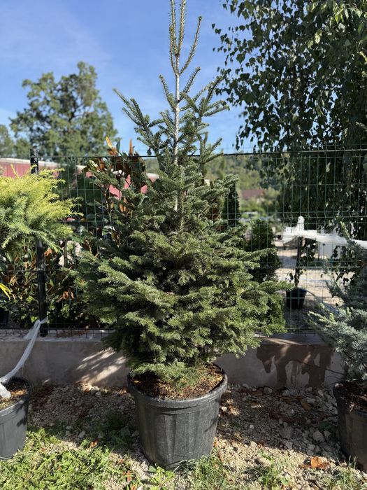 Vand brazi crescuti in ghiveci calitate ecxtra