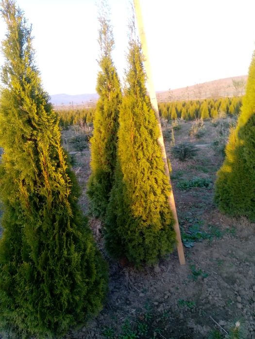 Vindem tuia brazi mesteacăn tei platan stejar frasin etc