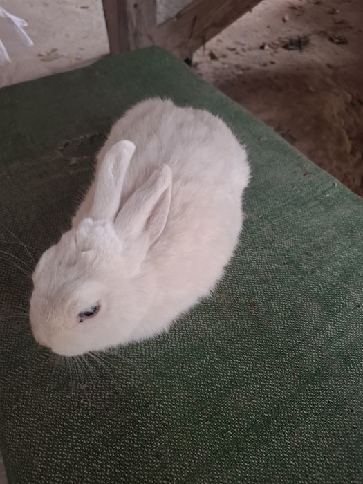 Germelin sames 5 oyli