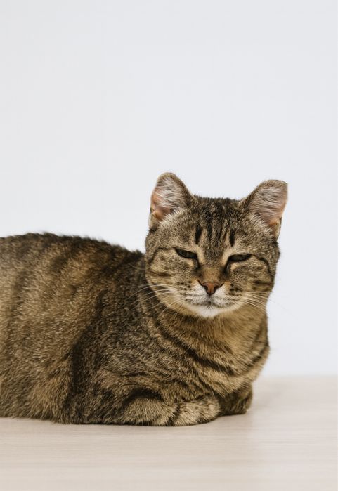 Кошечке 2 года , зовут Луна