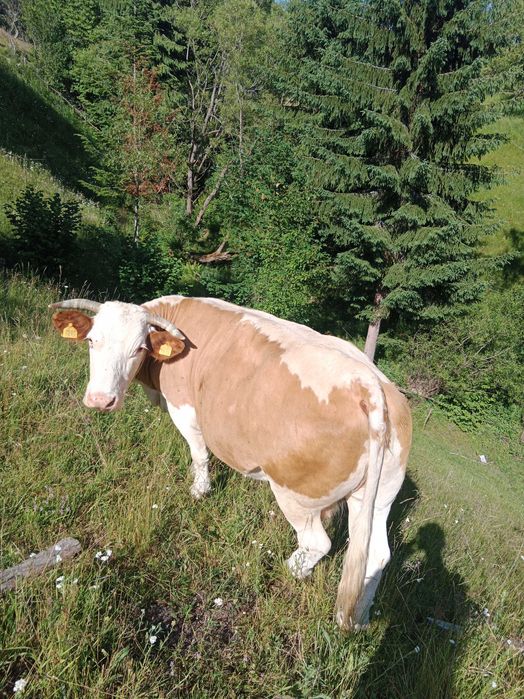 Vând vaca cuminte de 8 ani ,vaca este mare ,grasa bună de lapte