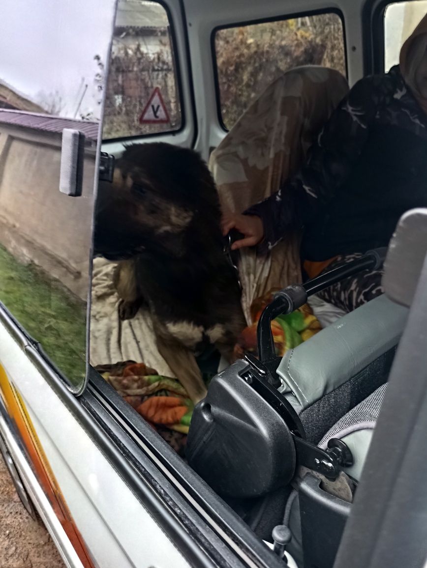 Зоотакси Ташкент 24/7