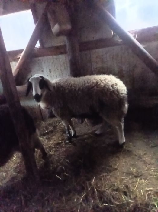 Коч- Вакла Марешка