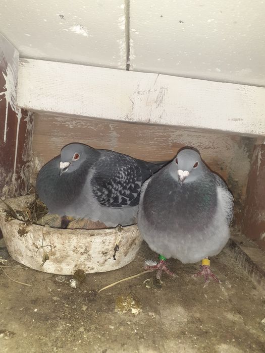 Porumbei voiajori zburați și pui de vânzare