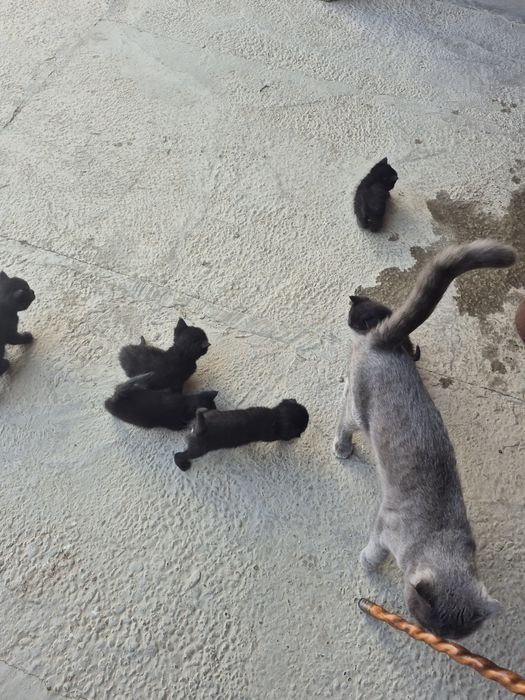 Котят бесплатно.