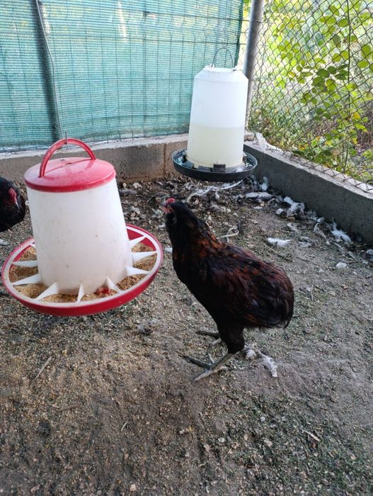 Vand Araucana potarniche