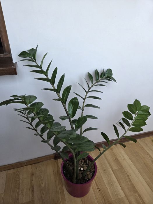 Замиокулькас, денежное дерево, 105 см
