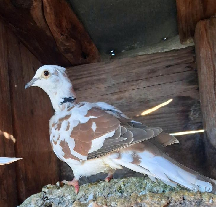 Turturele râzătoare