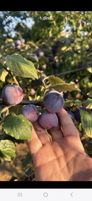 Prune de pălincă sau țuică super preț real de producător!