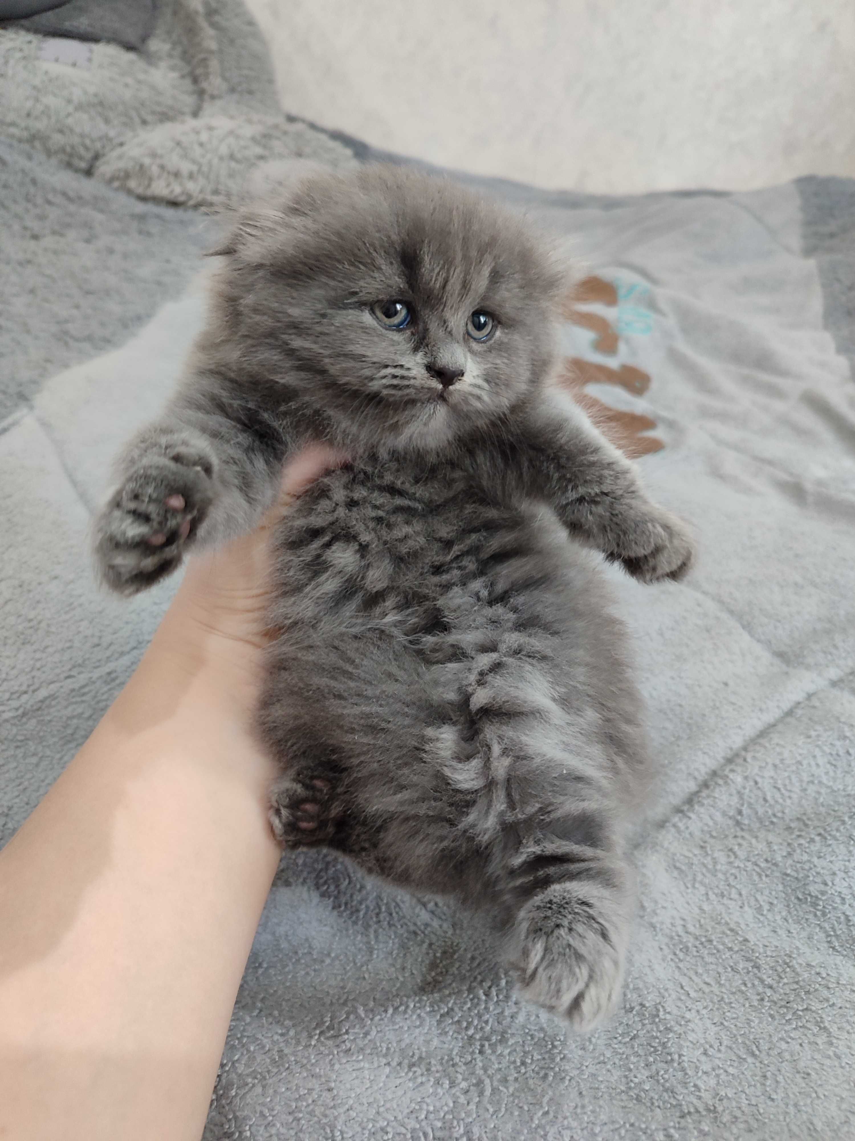 Продаётся котенок скоттиш фолд.