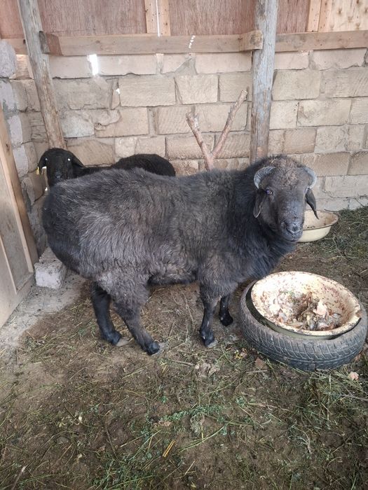 ірі семіз жас қошқар  сатылады