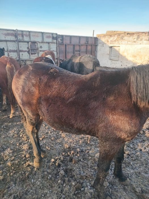 Продажа лошадей.