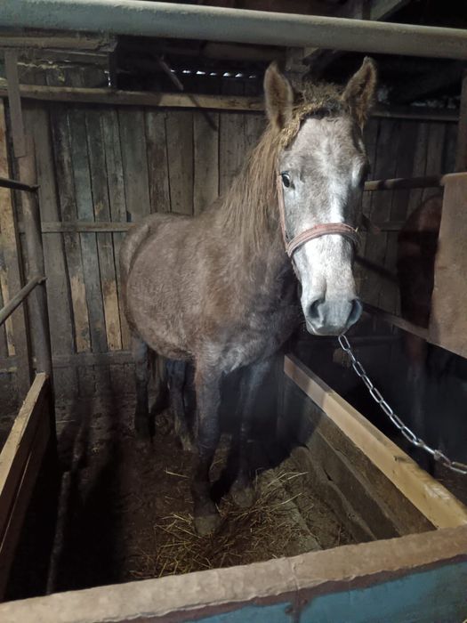 Продам лошадь,стоит на откорме