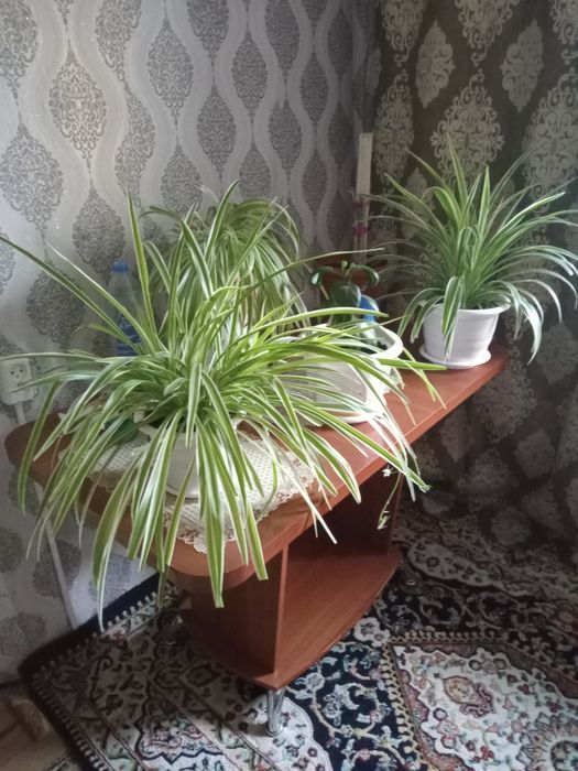 Продам цветы хлорофитум кудрявый.