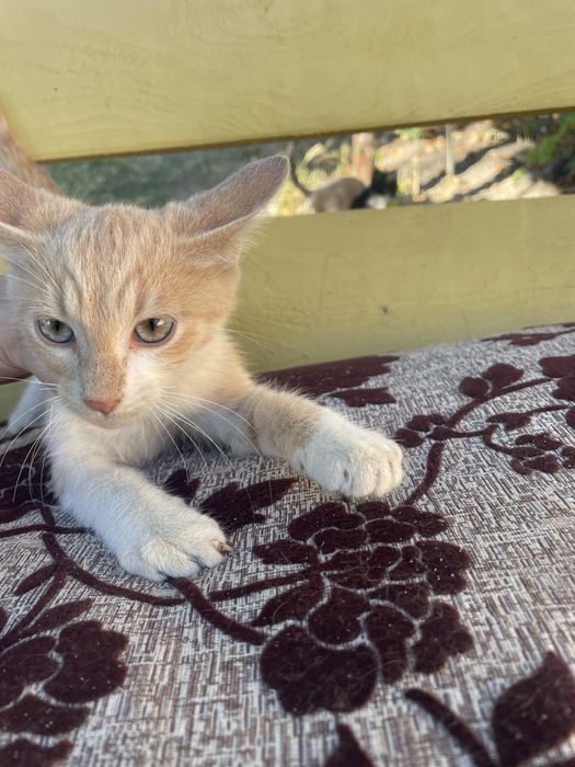 Adoptie pisicute pui rasa mixta