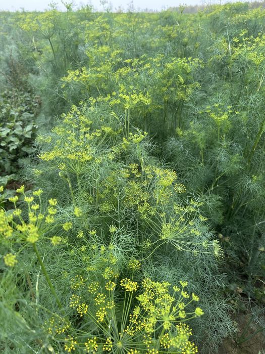 Spanac marar marar tija patrunjel