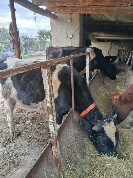 Зотдор Сигир сотилади