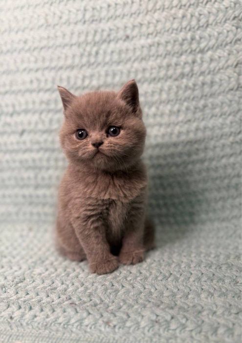 Продаётся котёнки