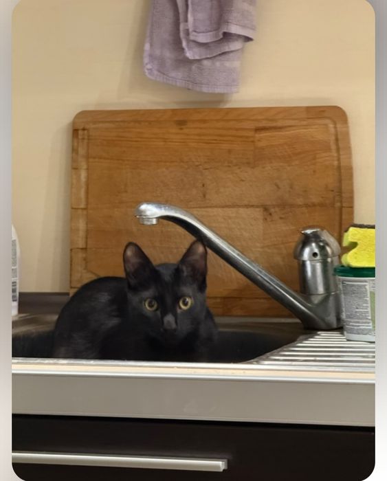 Коте черно (пума)