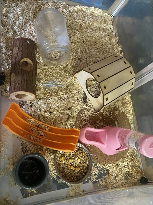 Hamsteri jucăuși