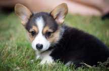 Corgi pembroke tricolor