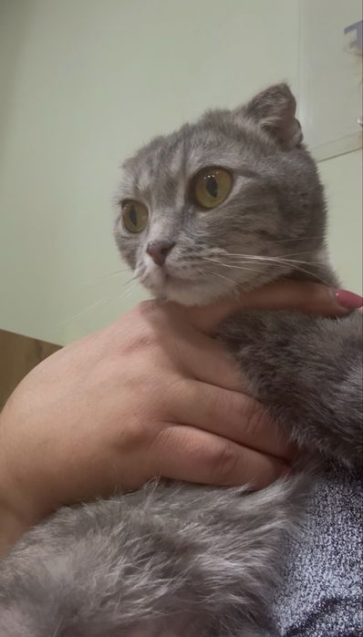 Кошка шотландская вислоухая