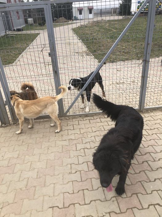 Asociația Monatel ofera spre adoptie catei deparazitați și vaccinați