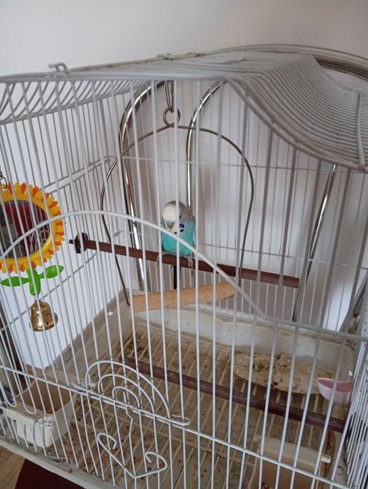 Vând peruș/papagal