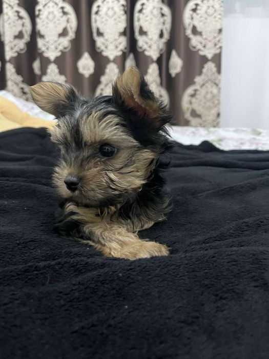 Yorkshire terrier de talie mica