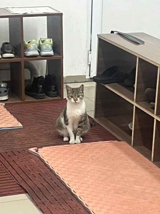 Ищет дом беременная кошка