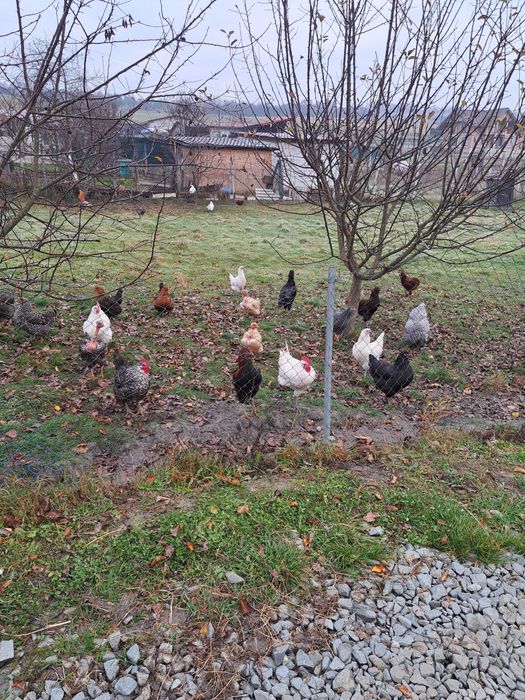 Vând găini diferite rase