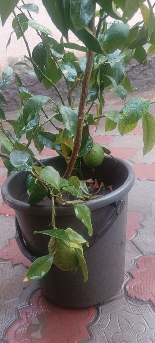 Лимон Павловский