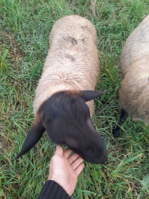 Vând oi sufolk,12 bucăți