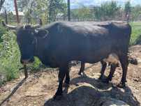 Vaca cu vițel sugar