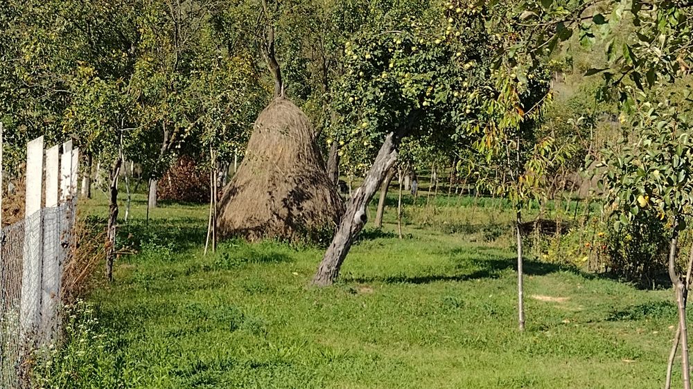 Vând fân de grădină