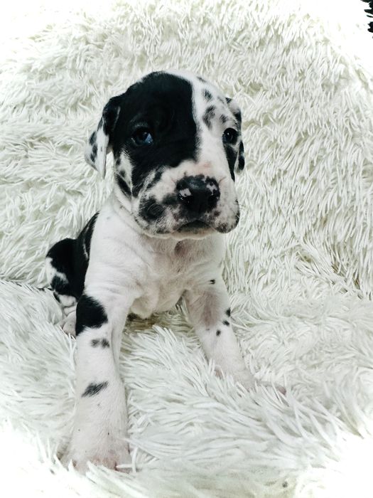 Dog German Great Dane