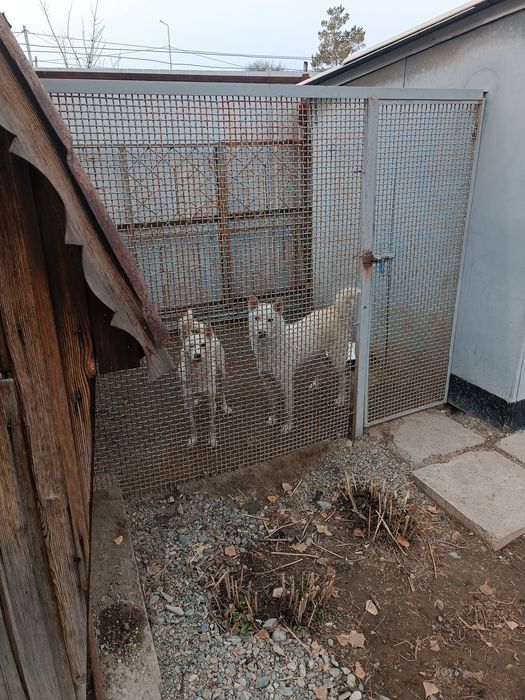 Продам щенков западно сибирской лайки