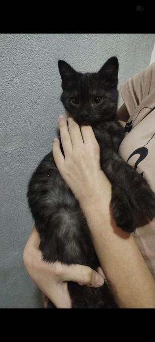 Котята бесплатно