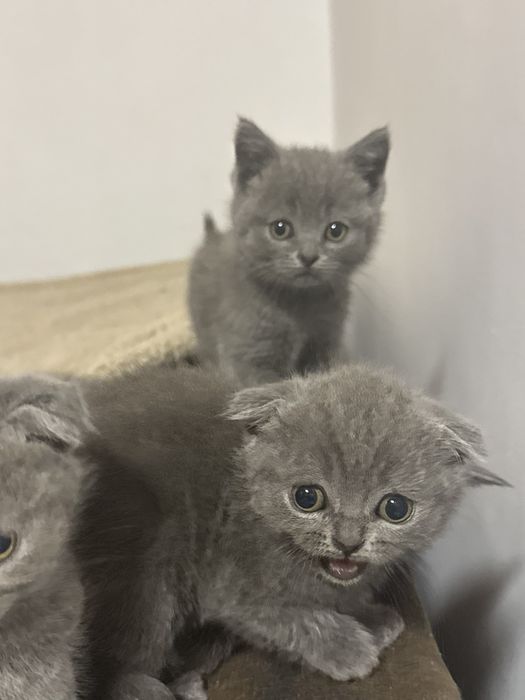 Британска късокосместа